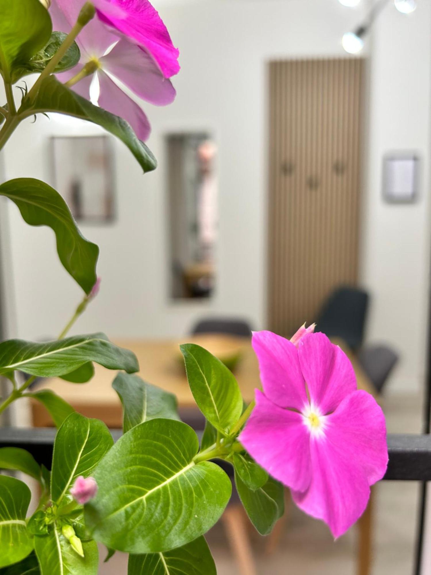 Tezone Seven Apartments 维罗纳 外观 照片